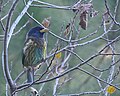 Great barbet at Kumarhatti, Himachal Pradesh