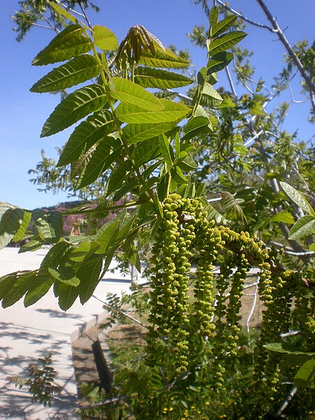 File:Juglans californica 2c.JPG