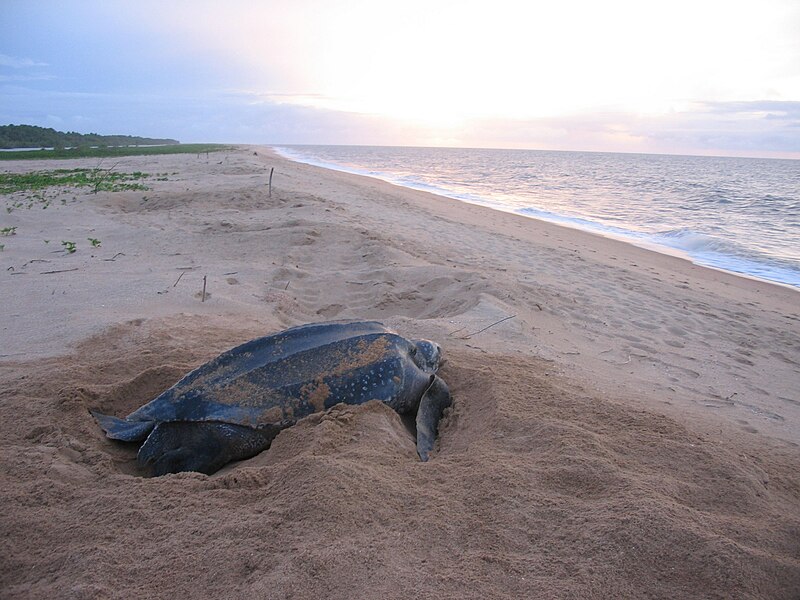 File:Leatherback Turtle near Galibi.jpg