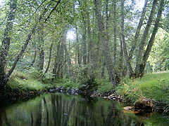 A typical forest in Montesinho Natural Park, Bragança.