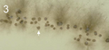 In vitro production of asexual fructifications (pycnidia; arrow) of Zymoseptoria tritici on wheat leaf extract agar.