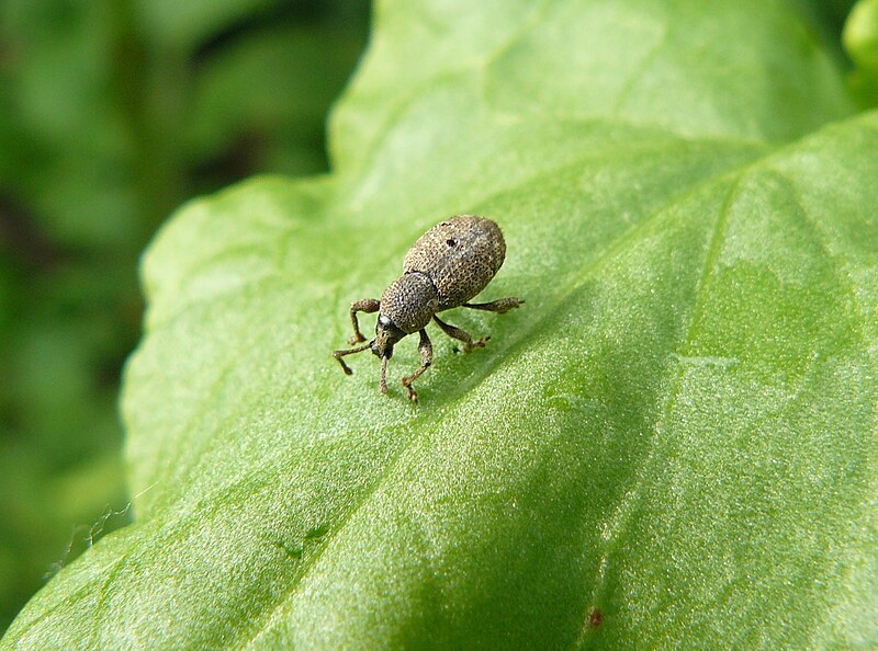 File:Otiorhynchus cf singularis.jpg