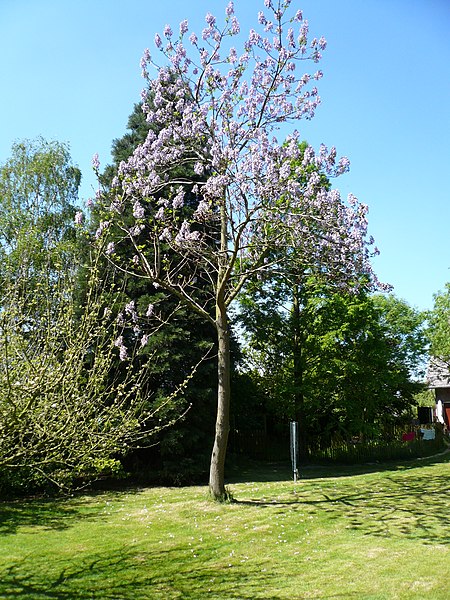 File:Paulownia tomentosa.jpg