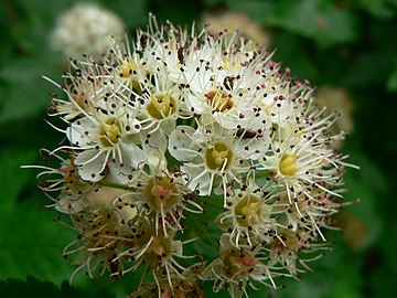 Close-up of flowers