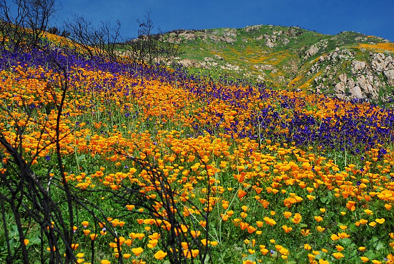 File:Post Fire Wildflowers.jpg