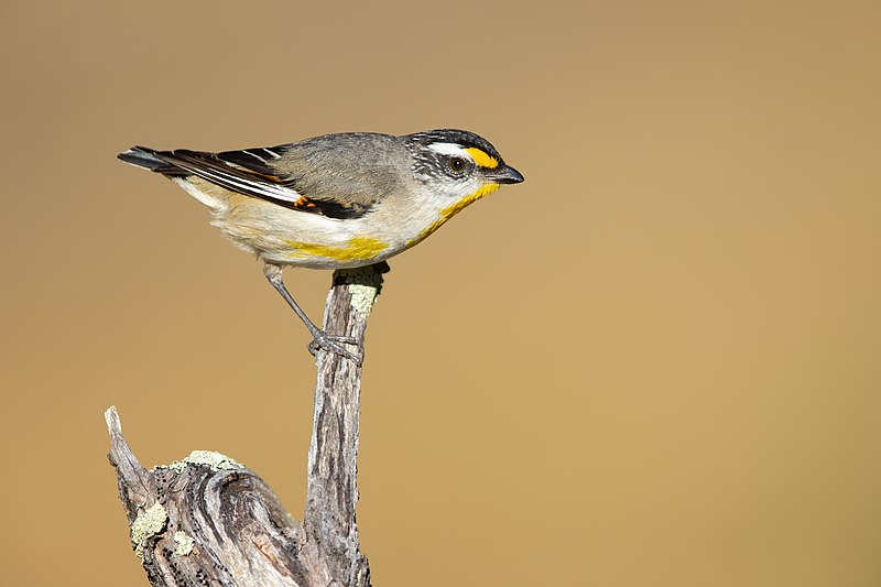 File:Striated Pardalote 0012.jpg