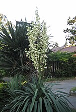 Yucca (Yucca elephantipes)