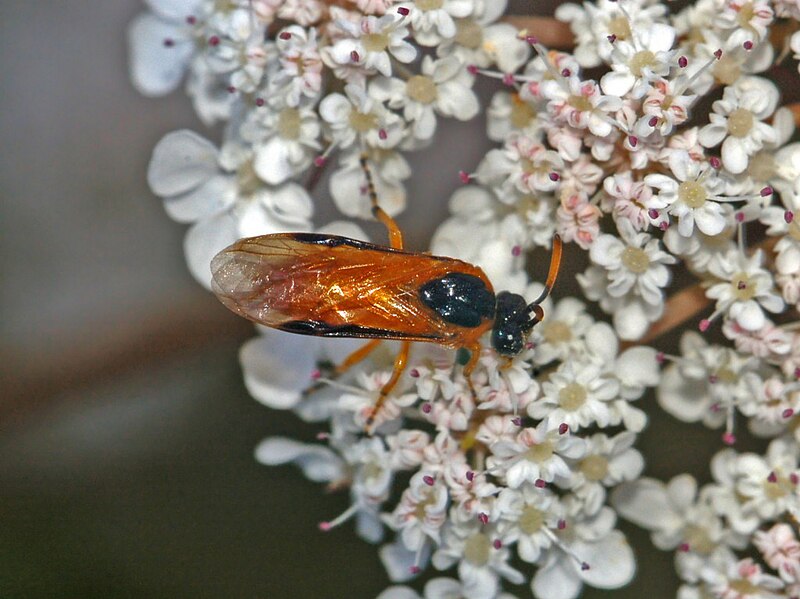 Archivo:Argidae - Arge ochropus.jpg