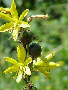 Asphodeline lutea0.jpg