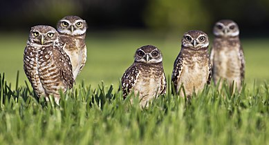 Five southern burrowing owls