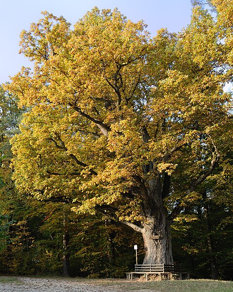 File:Bühleiche Plochingen-Stumpenhof.jpg