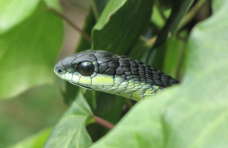 File:Boomslang - Western Cape.jpg