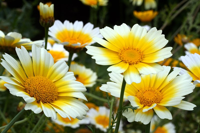 File:Chrysanth coronarium.JPG