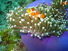 A Clownfish found on the East Malaysian waters