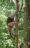 Tamandua mexicana