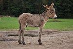 Burro pequeño