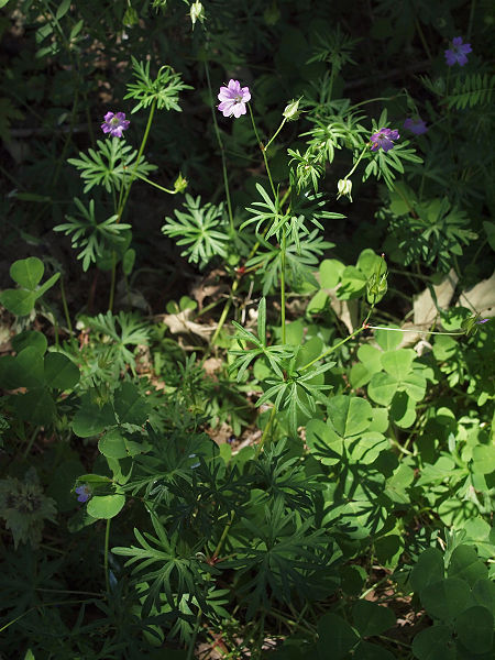 Файл:Geranium columbinum 20100522 a.jpg