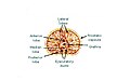 Lobes of prostate