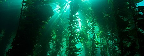 Giant kelp, Macrocystis pyrifera (NOAA's National Ocean Service)