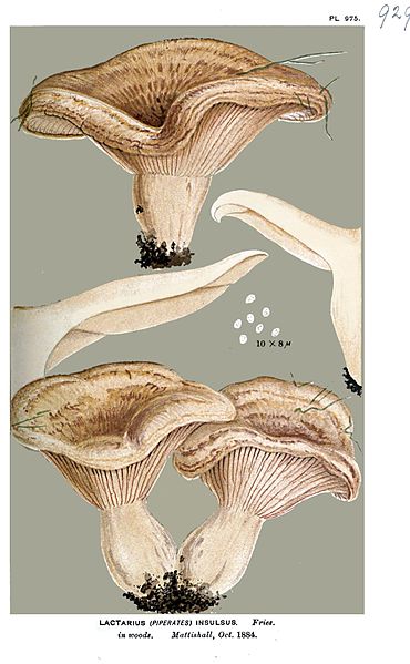 Файл:Lactarius insulsus-Cooke.jpg