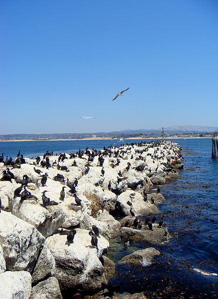 File:Monterey rock break.JPG