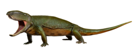 Ophiacodon retroversus