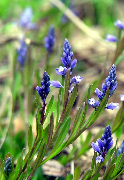 File:Polygala amarella1a.jpg