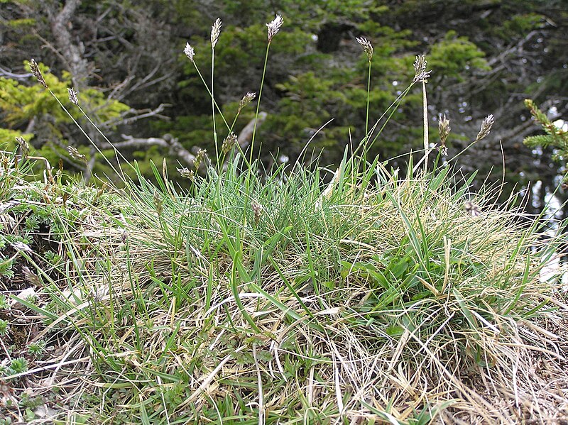 Файл:Sesleria caerulea3.JPG