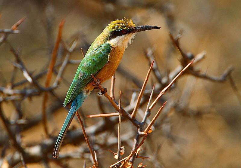 Файл:Somali Bee-eater, Merops revoilii.jpg