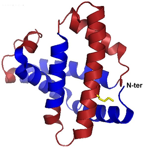 File:Structural Representation of Apomyoglobin.jpg