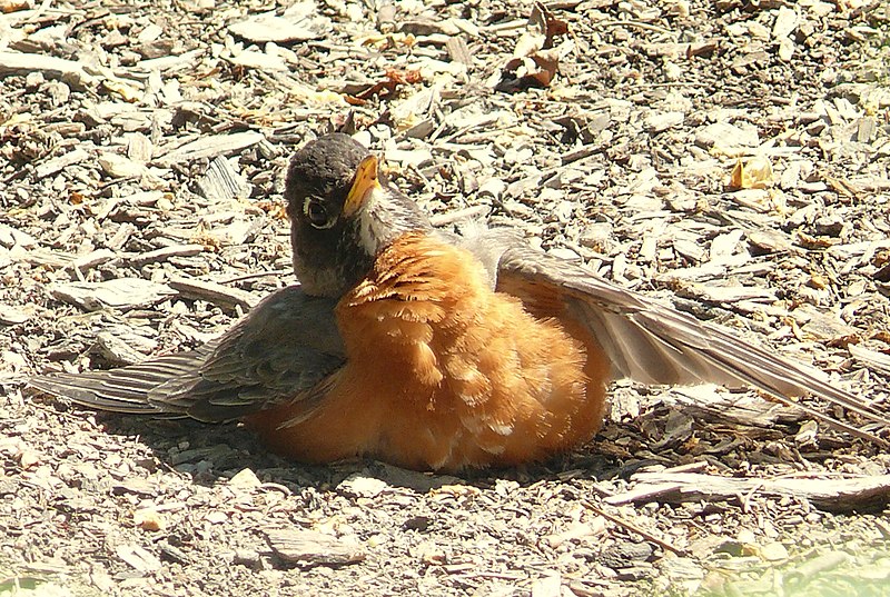 File:Turdus migratorius 3.jpg