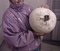 Giant puffball