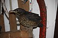 Amsel 14 Tage alt     blackbird 14 days old