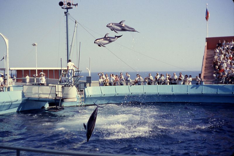 File:6208-MarineLandDolphinShow.jpg