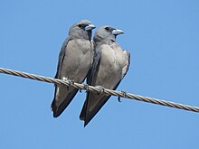 Ashy woodswallow IMG 8024.jpg