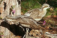 Австралийская авдотка (Burhinus grallarius)