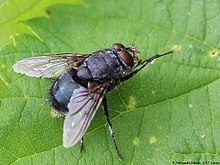 Calliphora uralensis 01.JPG