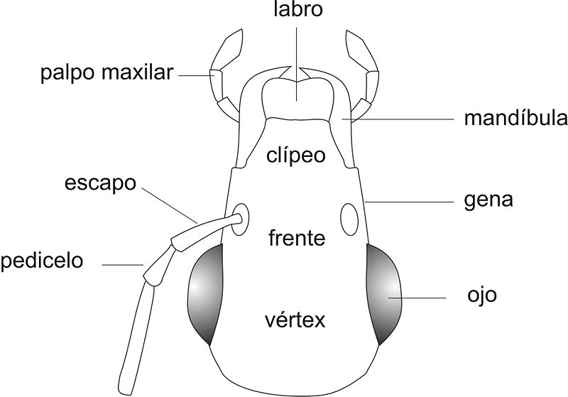 Archivo:Cap dorsal.jpg