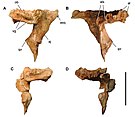 Postorbitals of C. saharicus