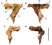 Postorbitals of C. saharicus