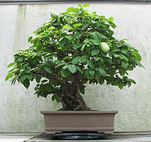 Chinese Quince, 1875-2007.jpg