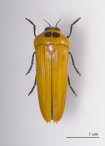 File:Hiperantha testacea MHNT.ZOO.2004.0.561.jpg