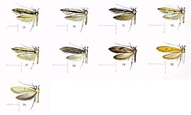 Hyposmocoma centralis