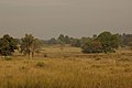 Meadows at Kanha National Park