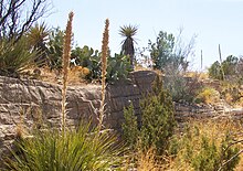 Living desert zoo 2.jpg