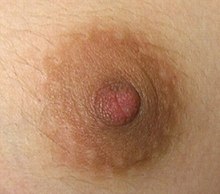 Nipple.jpg