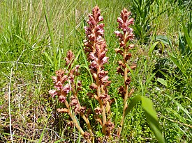 Заразиха гвоздичная (Orobanche caryophyllacea)