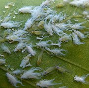 Woolly beech aphid (Phyllaphis fagi) on beech leaf