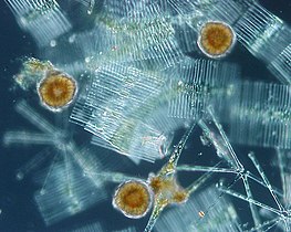 Phytoplankton