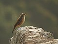 Long-billed Pipit, probably A. s. travancoriensis, in Kalakad - Mundanthurai Tiger Reserve, India